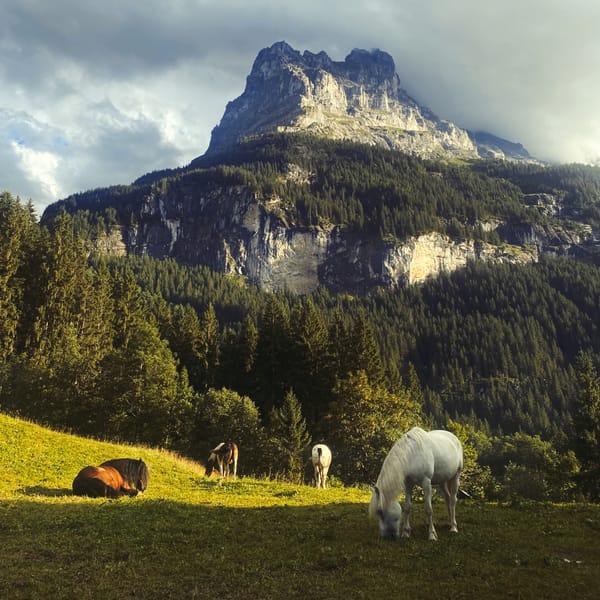 Sitting With What Is